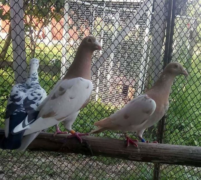 received_425818870922173