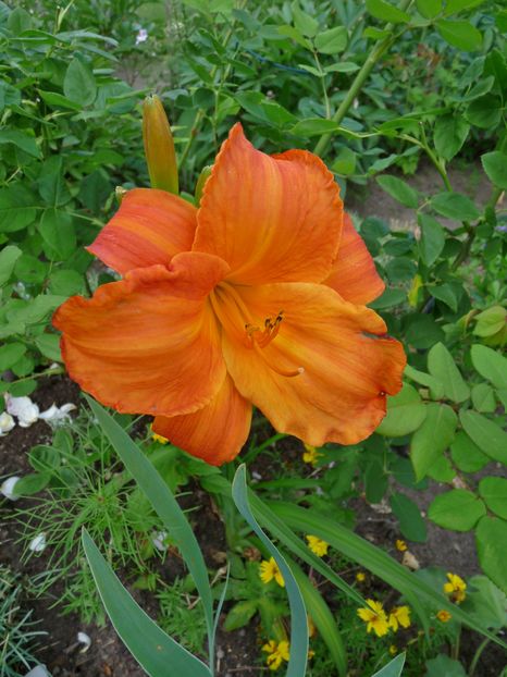  - Hemerocallis