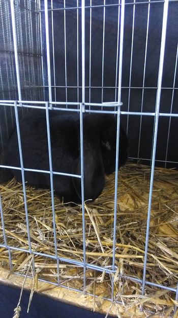 IMAG0652 - Expo Marghita 2016