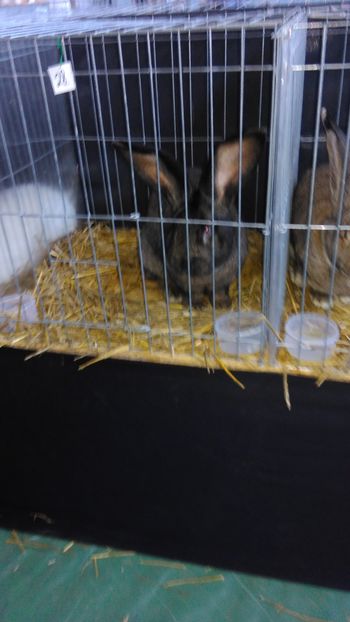 IMAG0653 - Expo Marghita 2016