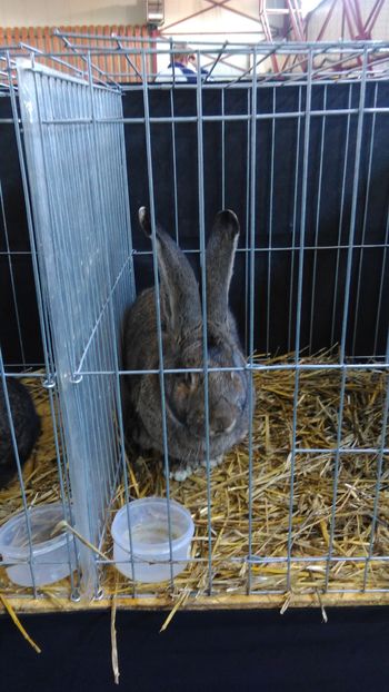 IMAG0655 - Expo Marghita 2016