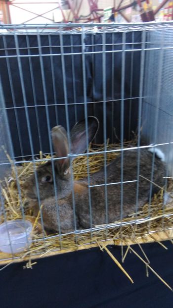 IMAG0656 - Expo Marghita 2016