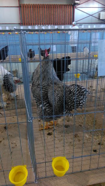 IMAG0665 - Expo Marghita 2016