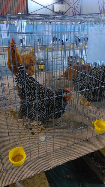 IMAG0666 - Expo Marghita 2016