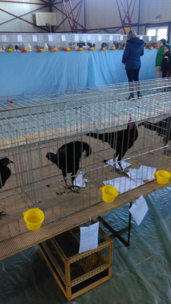 IMAG0687 - Expo Marghita 2016