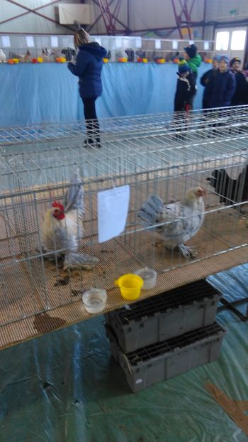 IMAG0688 - Expo Marghita 2016