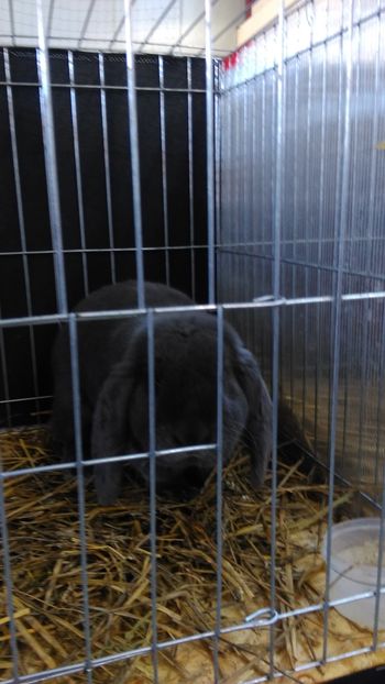 IMAG0723 - Expo Marghita 2016