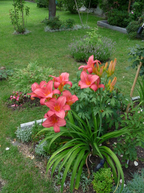  - Hemerocallis