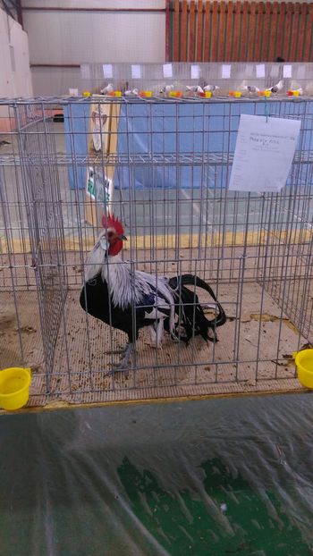 IMAG0761 - Expo Marghita 2016