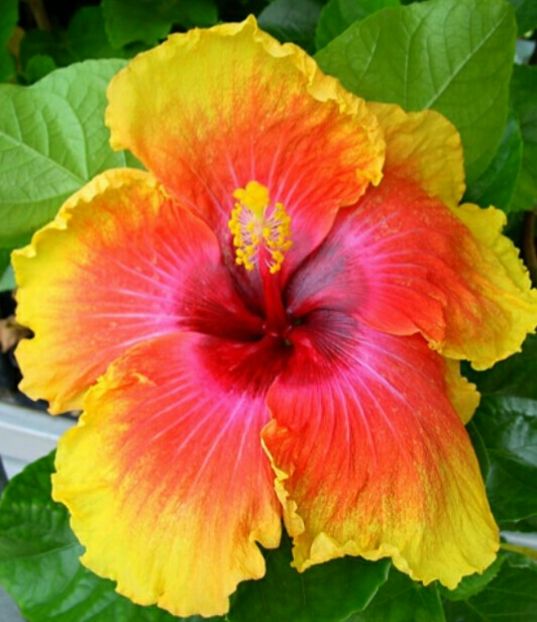 Tahitian Dahlia - Hibiscusi din colectie