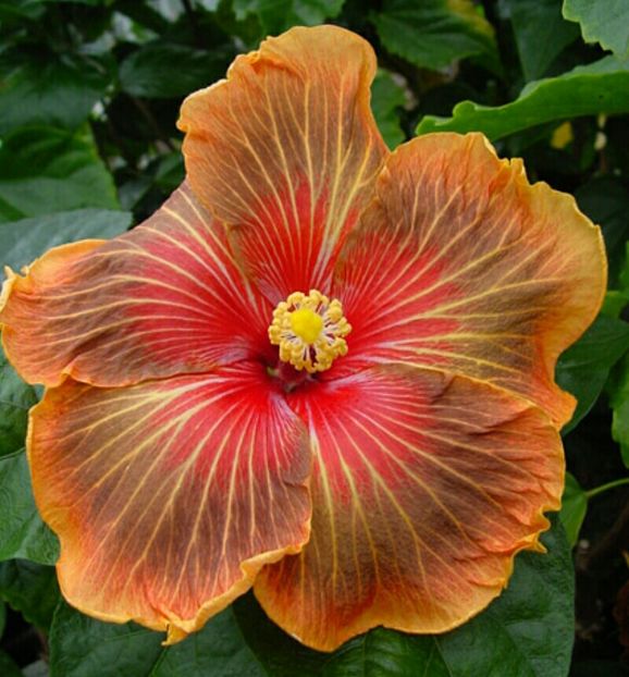 Tahitian autumn odisey - Hibiscusi din colectie