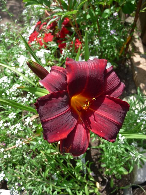 NN - rosu f. inchis 01; P1960111
