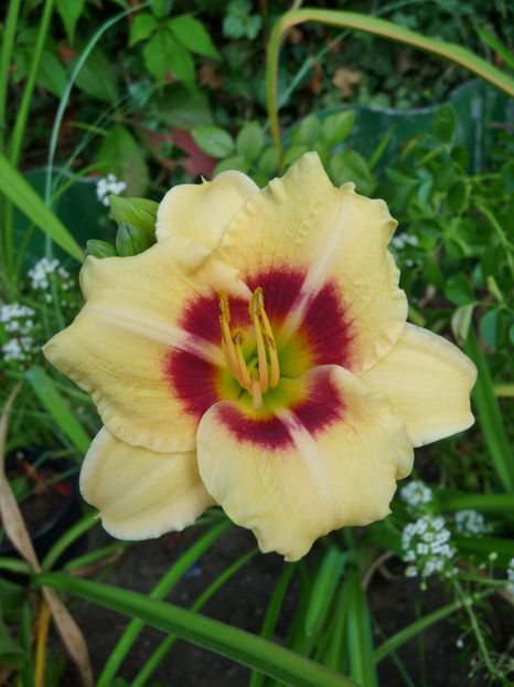  - Hemerocallis