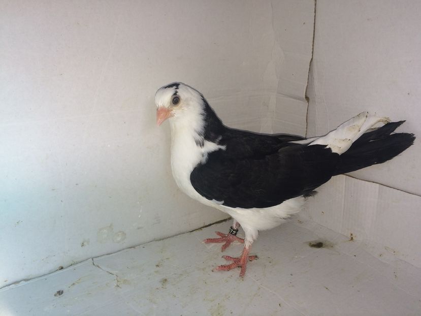 10846  femelă  2016