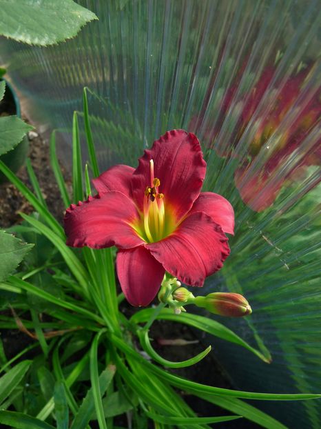 NN - rosu inchis 02; P1970992
