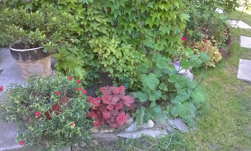  - 2016 Heuchera
