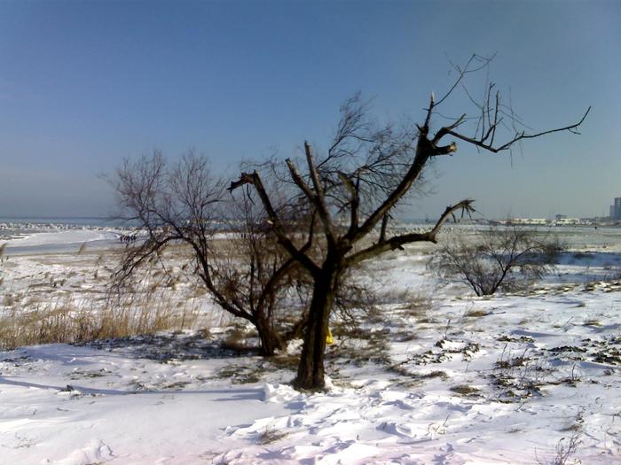 copacel - iarna la mare