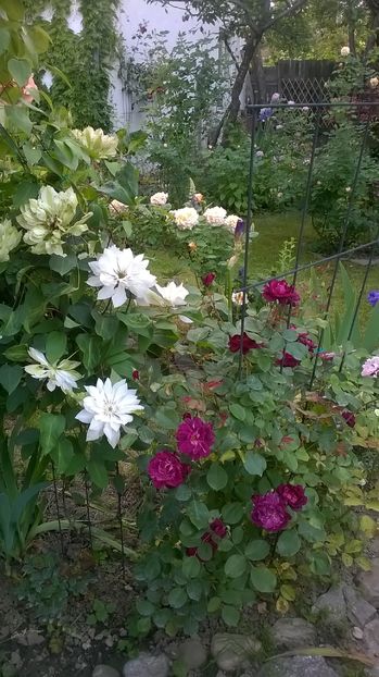 alaturi de Cardinal Hume