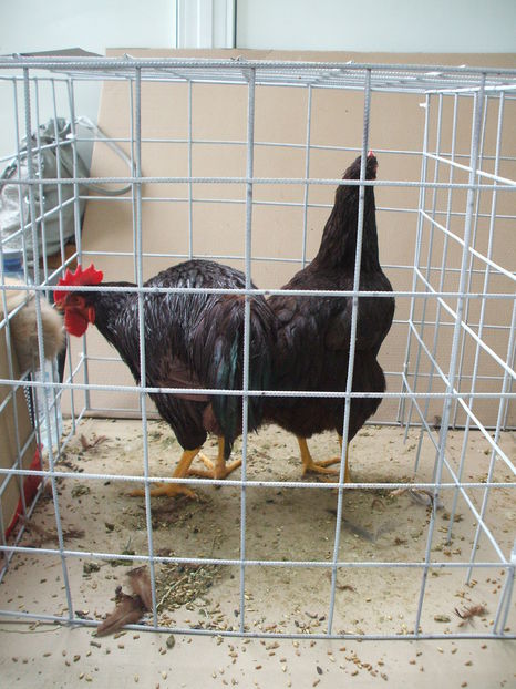  - EXPOZITIA ZONALA a Asociatiei CETATE DEVA - 21 02 2016