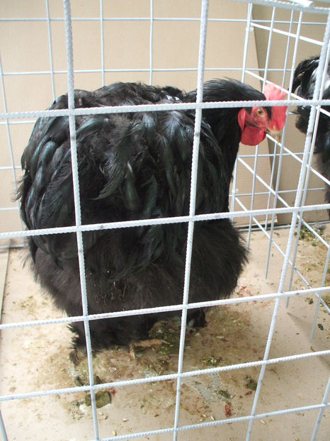  - EXPOZITIA ZONALA a Asociatiei CETATE DEVA - 21 02 2016