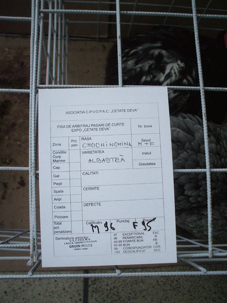  - EXPOZITIA ZONALA a Asociatiei CETATE DEVA - 21 02 2016