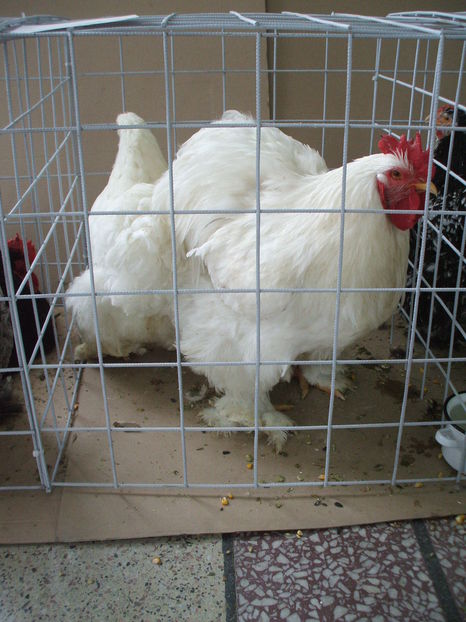  - EXPOZITIA ZONALA a Asociatiei CETATE DEVA - 21 02 2016