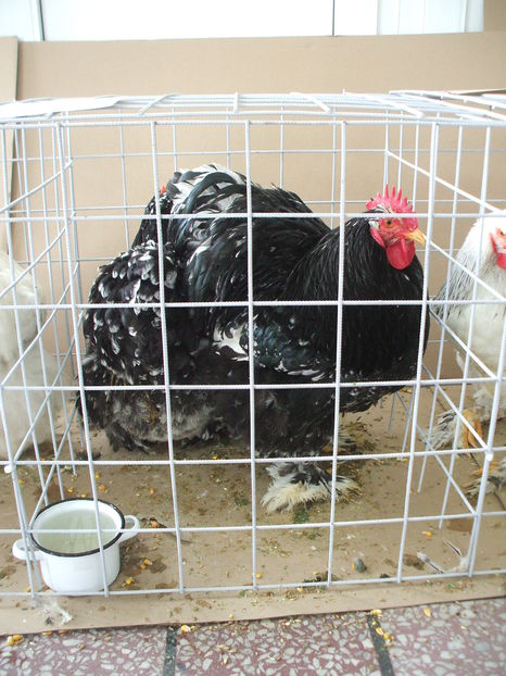  - EXPOZITIA ZONALA a Asociatiei CETATE DEVA - 21 02 2016