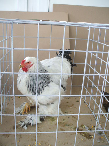  - EXPOZITIA ZONALA a Asociatiei CETATE DEVA - 21 02 2016