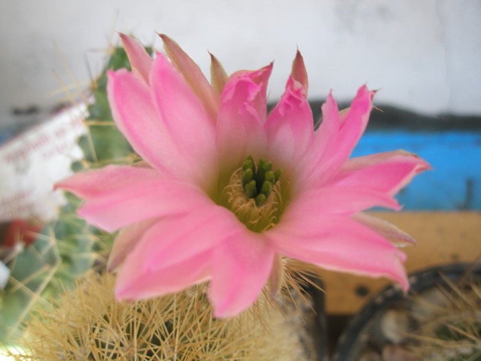 Echinocereus weibsterianus - floare