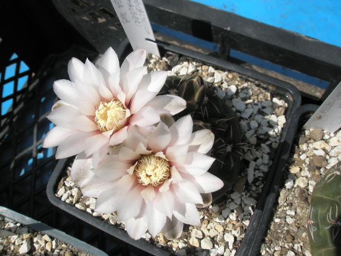 Gymnocalycium amerhauseri - flori - for Mr LUIS HERRERA