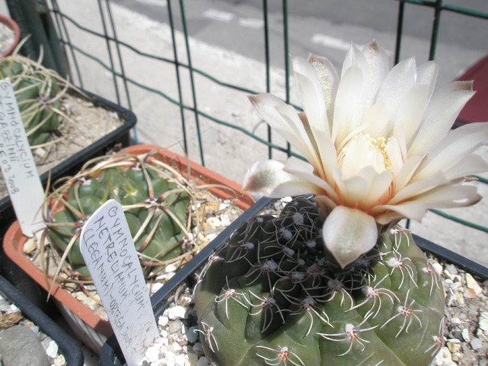 Gymnocalycium netrelianum - 11.06