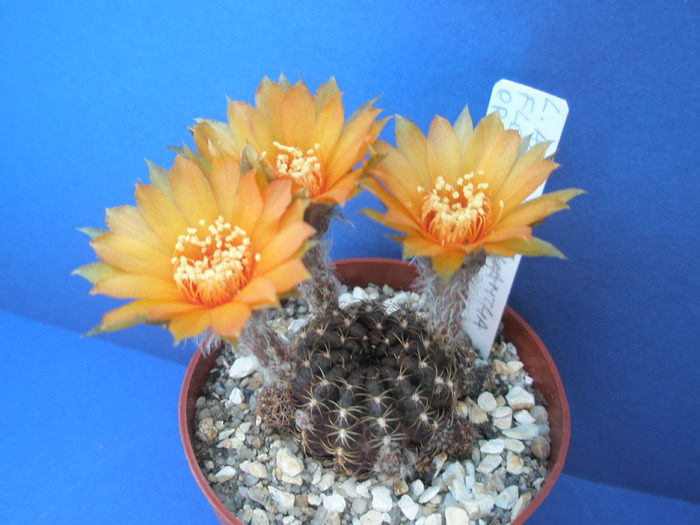 Lobivia arachnacantha flor orange - 11.06