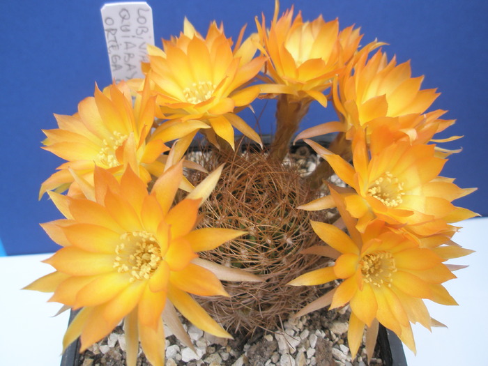 Lobivia quiabayensis - 12.06 - for Mr LUIS HERRERA