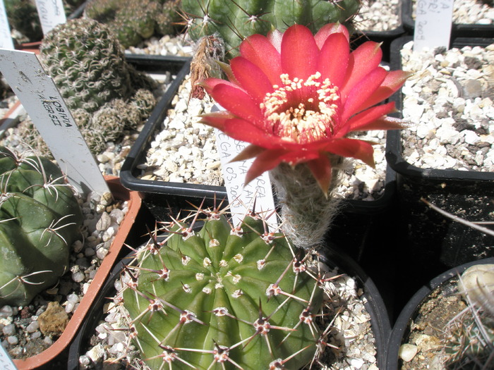 Lobivia aurea v. dobeana - 26.06 - for Mr LUIS HERRERA