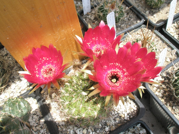 Lobivia draxleriana - 28.06 - for Mr LUIS HERRERA