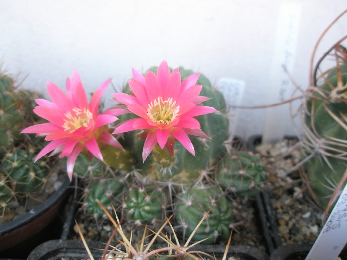 Lobivia backbergiana - 25.06 - for Mr LUIS HERRERA