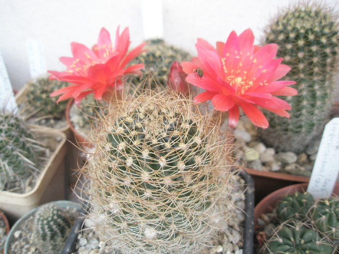 Lobivia scheliana - 02.07 - for Mr LUIS HERRERA