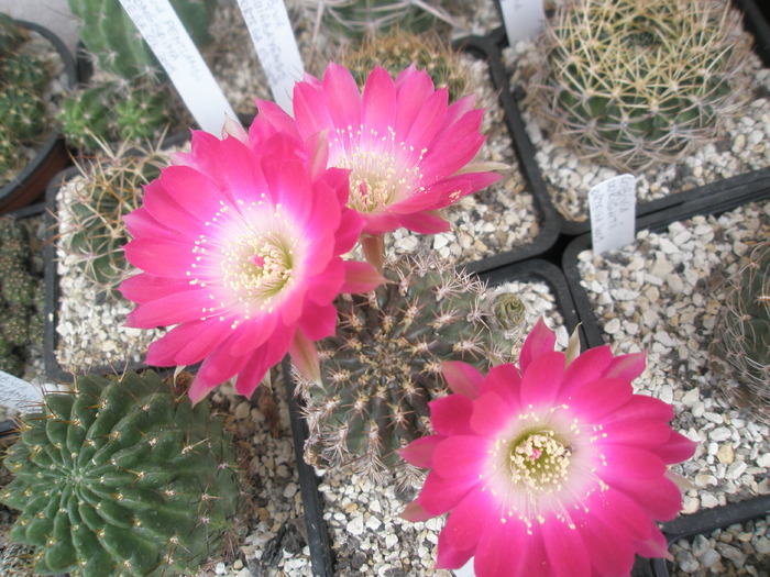 Lobivia zecherii - 13.09 - for Mr LUIS HERRERA