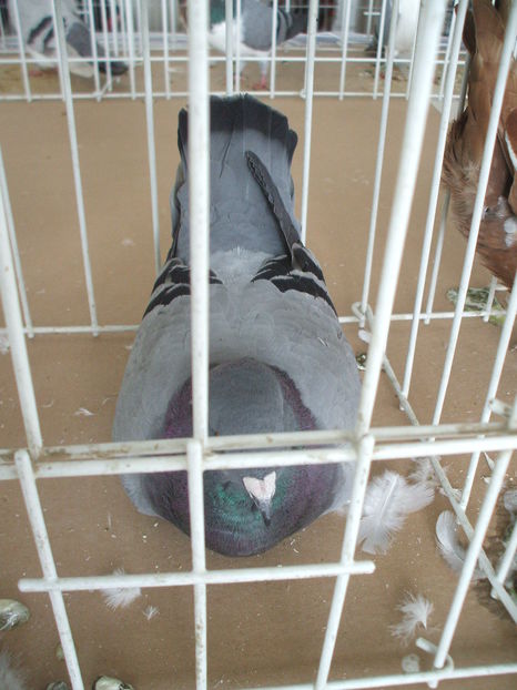  - EXPOZITIA ZONALA a Asociatiei CETATE DEVA - 21 02 2016