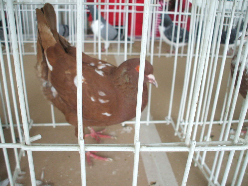  - EXPOZITIA ZONALA a Asociatiei CETATE DEVA - 21 02 2016