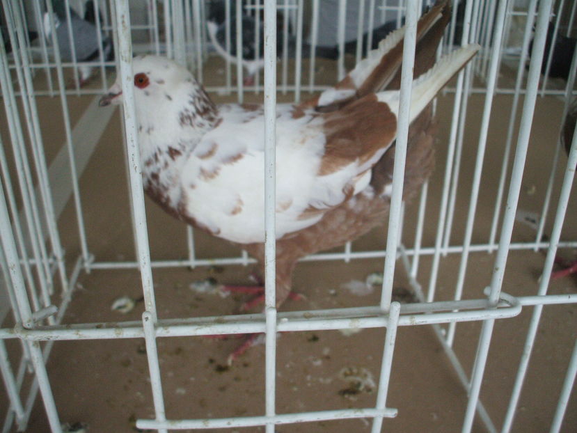  - EXPOZITIA ZONALA a Asociatiei CETATE DEVA - 21 02 2016