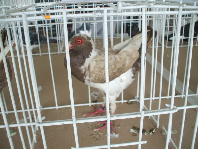  - EXPOZITIA ZONALA a Asociatiei CETATE DEVA - 21 02 2016