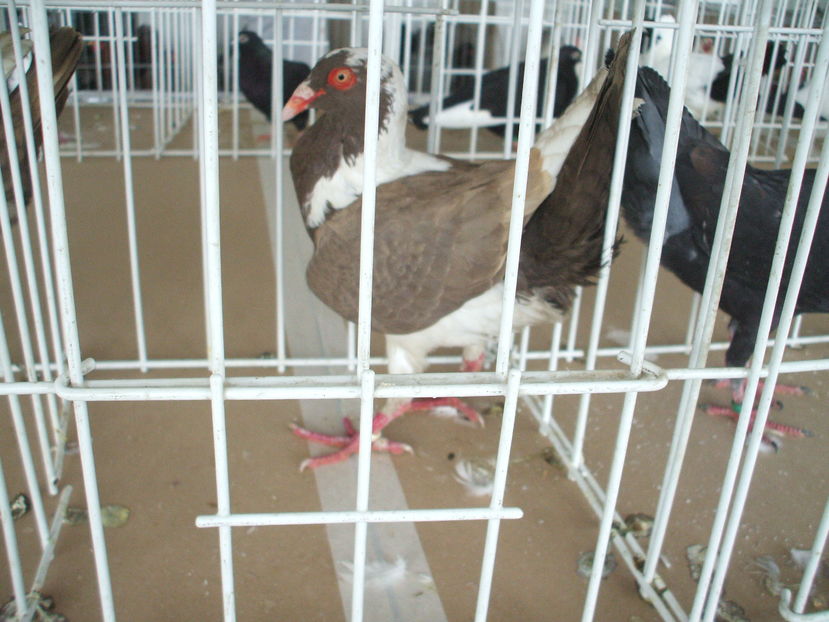  - EXPOZITIA ZONALA a Asociatiei CETATE DEVA - 21 02 2016