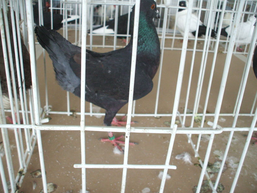  - EXPOZITIA ZONALA a Asociatiei CETATE DEVA - 21 02 2016