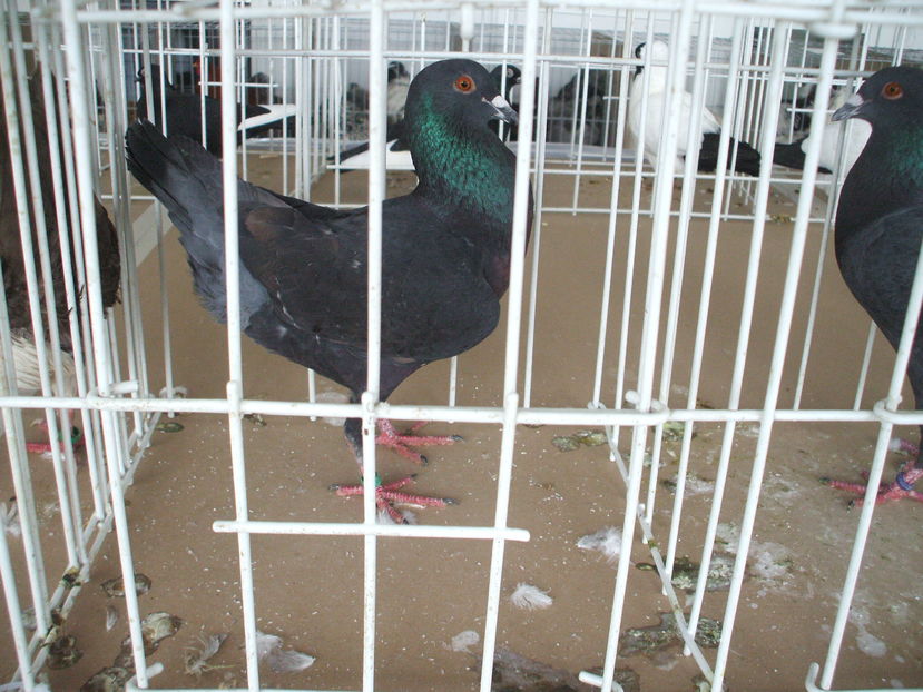  - EXPOZITIA ZONALA a Asociatiei CETATE DEVA - 21 02 2016