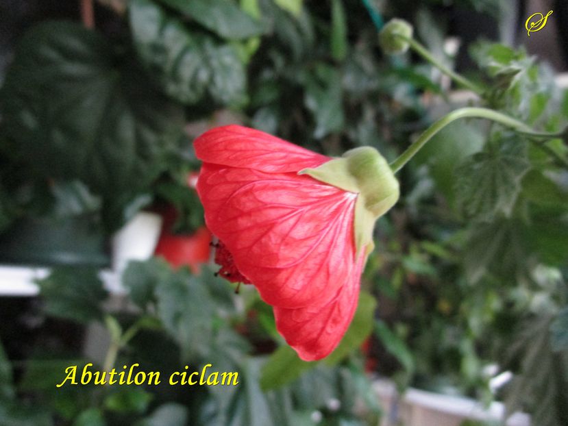 Abutilon ciclam (8-12-2016)