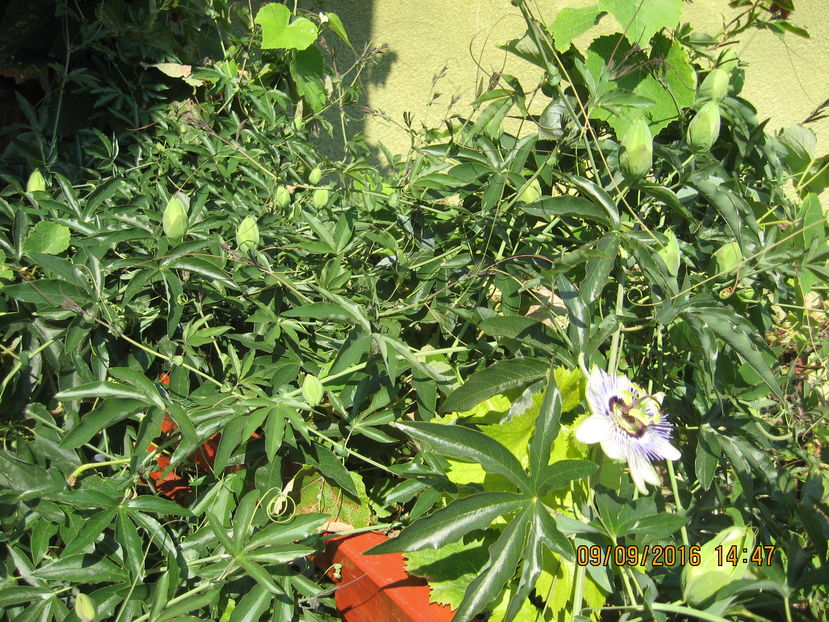 Picture 7241 - Passiflora caerulea