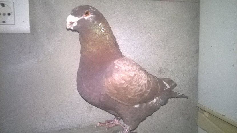 15328126_1278489528875127_403369925_n