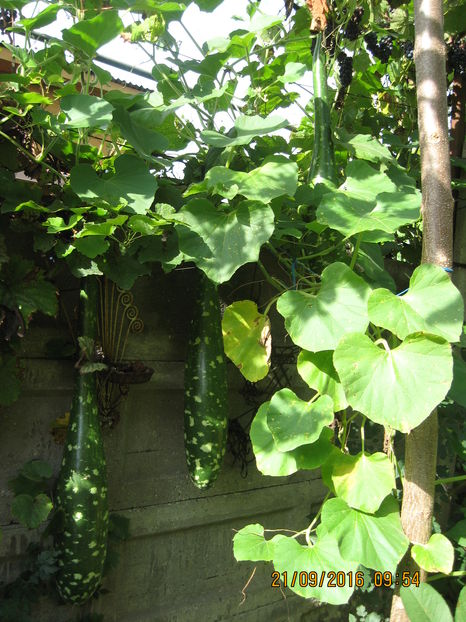 Picture 7418