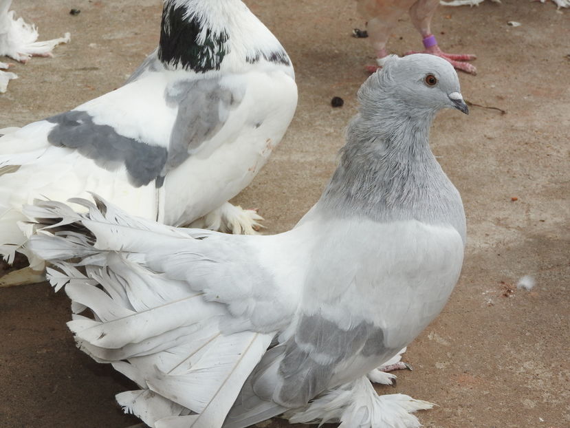  - 06 -- voltati indieni